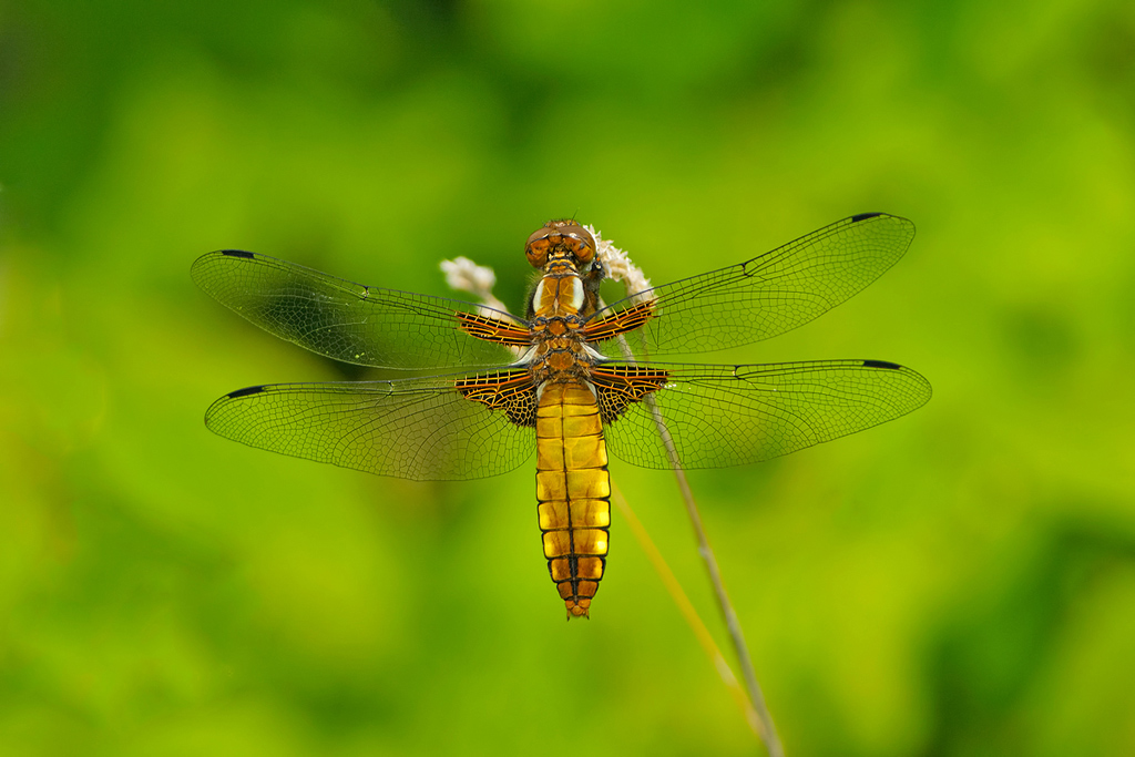 libellula depressa femmina